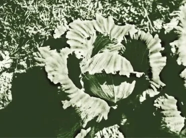 F1 Hybrid