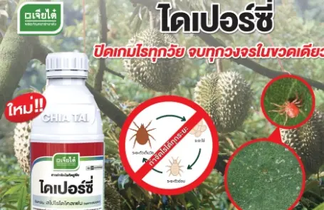 ไดเปอร์ซี่