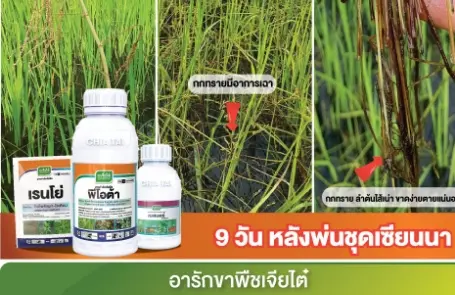 ชุดเซียนนา