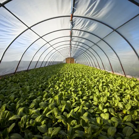 ฟาร์มอินโน (ไทยแลนด์)