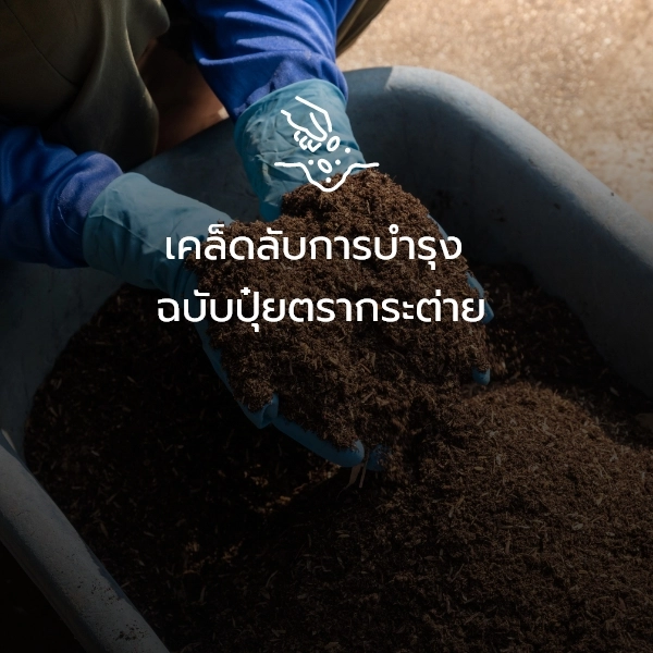 เคล็ดลับการบำรุง ฉบับปุ๋ยตรากระต่าย