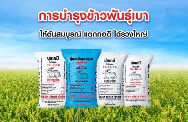 ปลูกข้าวพันธุ์เบาต้องบำรุงอย่างไร ให้ต้นข้าวสมบูรณ์ แตกกอดี ได้รวงใหญ่