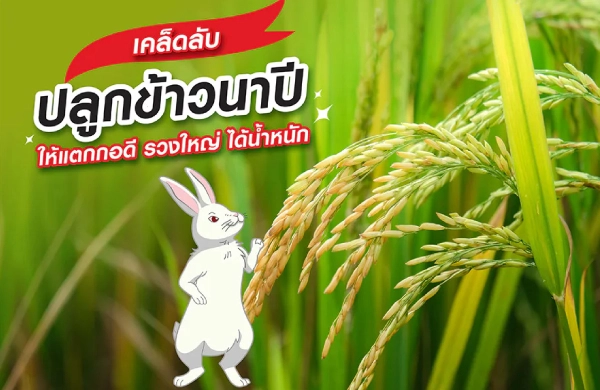 เคล็ดลับปลูกข้าวนาปี ให้แตกกอดี รวงใหญ่ ได้น้ำหนัก