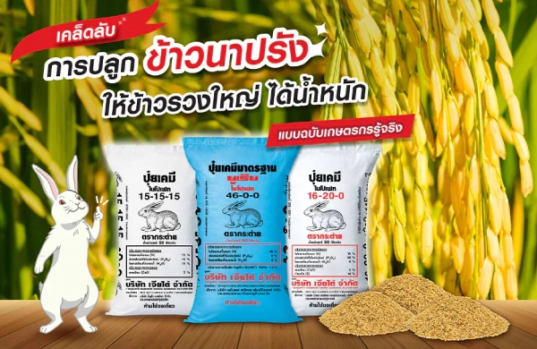 เคล็ดลับการปลูกข้าวนาปรัง ให้ข้าวรวงใหญ่ ได้น้ำหนัก แบบฉบับเกษตรกรรู้จริง