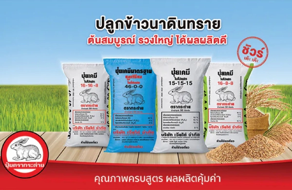 ปลูกข้าวนาดินทราย ต้นสมบูรณ์ รวงใหญ่ ได้น้ำหนักดี
