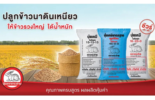 ปลูกข้าว ”นาดินเหนียว”  ให้รวงใหญ่ ได้น้ำหนัก