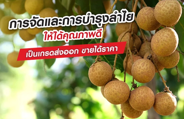 เคล็ดลับการปลูกลำไย ผลใหญ่ คุณภาพดี เป็นเกรดส่งออก ต้องทำอย่างไร