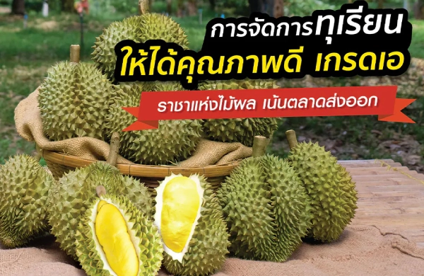 การจัดการทุเรียนให้ได้คุณภาพดี เกรดเอ ราชาแห่งไม้ผล เน้นตลาดส่งออก