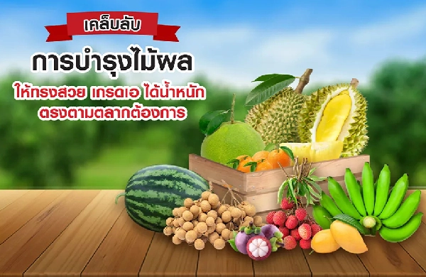 เคล็ดลับการบำรุงไม้ผล ให้ทรงสวย เกรดเอ ได้น้ำหนัก ตรงตามตลาดต้องการ