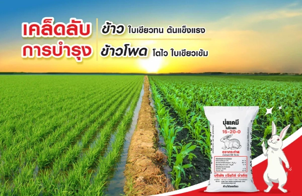 ปุ๋ยตรากระต่าย สูตร 16-20-0 สูตรลับความสำเร็จในนาข้าวและข้าวโพด ให้ต้นแข็งแรง ใบเขียวทน