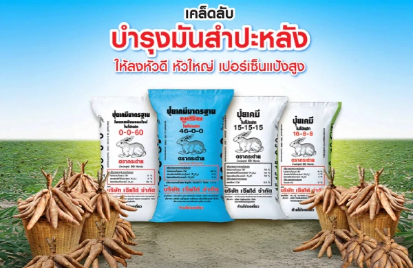 เคล็ดลับ บำรุงมันสำปะหลัง ให้ลงหัวดี มีหัวใหญ่ เปอร์เซ็นแป้งสูง