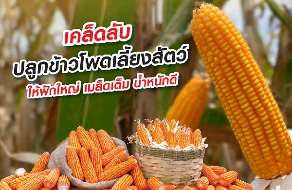 เคล็ดลับการปลูกข้าวโพดเลี้ยงสัตว์ ให้ฝักใหญ่ เมล็ดเต็ม น้ำหนักดี