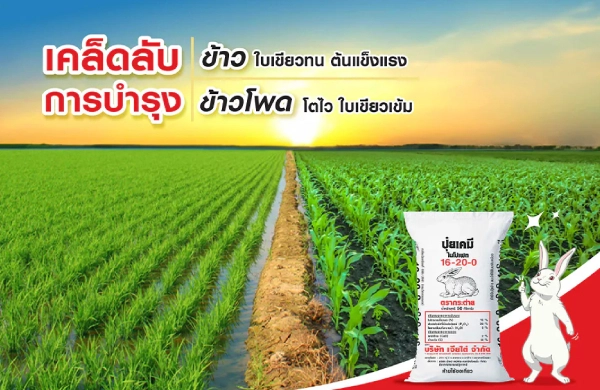 ปุ๋ยตรากระต่าย สูตร 16-20-0 สูตรลับความสำเร็จในนาข้าวและข้าวโพด ให้ต้นแข็งแรง ใบเขียวทน