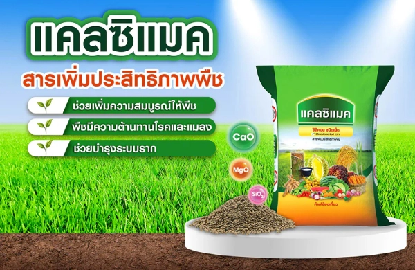 แคลซิแมค (สารเพิ่มประสิทธิภาพพืช) ช่วยเพิ่มความแข็งแรง ให้รากดูดซับธาตุอาหารได้ดี ทนโรค ทนแล้ง และช่วยบำรุงดิน