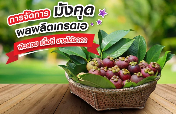 การจัดการมังคุด ราชินีแห่งไม้ผลไทย ผลผลิตเกรดเอ ผิวสวย เนื้อดี ขายได้ราคา