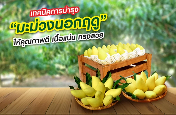 เทคนิคการบำรุง “มะม่วงนอกฤดู” ให้คุณภาพดี เนื้อแน่น ทรงสวย สร้างมูลค่าเพิ่มให้ผลผลิต