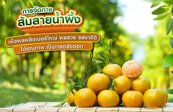 เทคนิคการจัดการส้มสายน้ำผึ้ง เพื่อผลผลิตเบอร์ใหญ่ ผลสวย รสชาติดี ได้คุณภาพ เป็นเกรดส่งออก