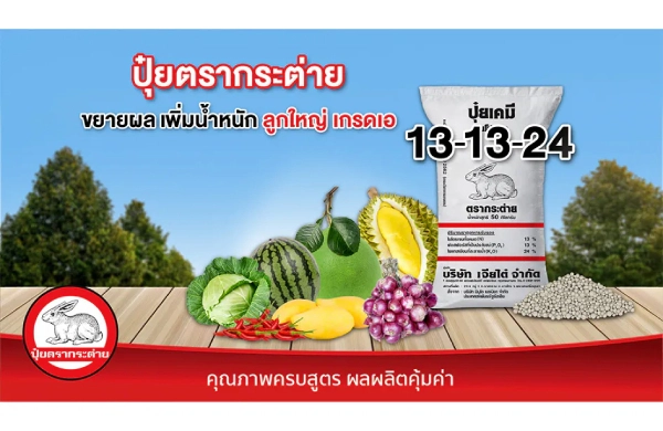 ปุ๋ยตรากระต่าย สูตร 13-13-24 ขยายผล เพิ่มน้ำหนัก ลูกใหญ่ เกรดเอ