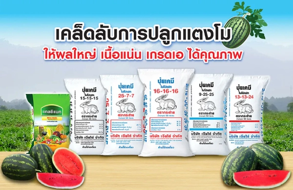 เคล็ดลับ การปลูกแตงโม ให้ผลใหญ่ เนื้อแน่น เกรดเอ ได้คุณภาพ