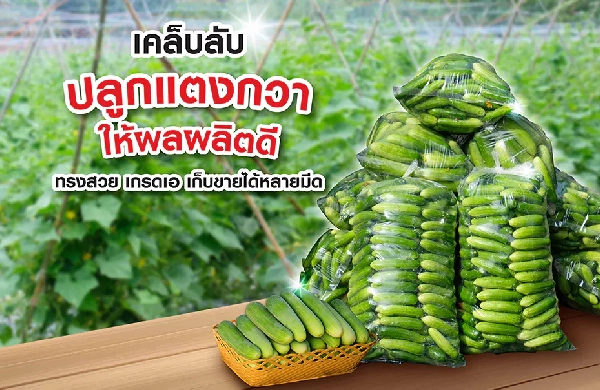 เคล็ดลับปลูกแตงกวา ให้ผลผลิตดี ทรงสวย เกรดเอ เก็บขายได้หลายมีด