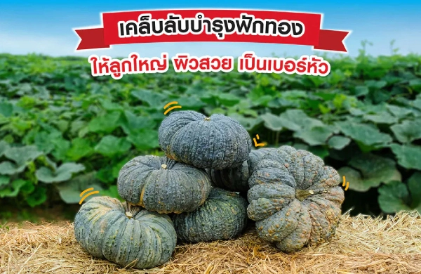 เคล็ดลับการบำรุงฟักทอง ให้ลูกใหญ่ เป็นเบอร์หัว ขายได้ราคา ตรงตามตลาดต้องการ