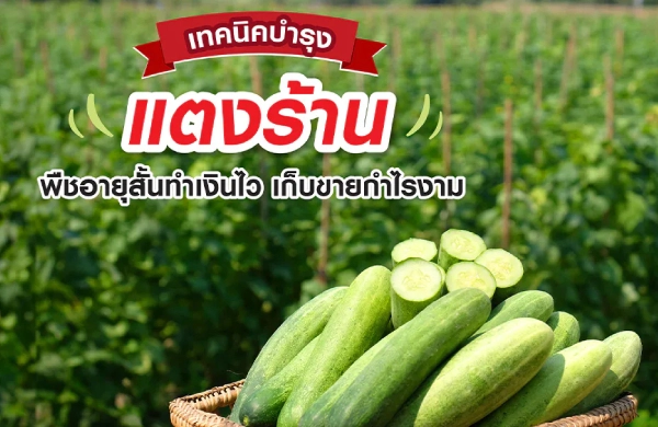 เทคนิคบำรุง “แตงร้าน” พืชอายุสั้นทำเงินไว เก็บขายกำไรงาม