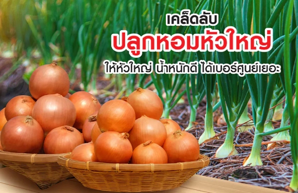 เคล็ดลับปลูกหอมหัวใหญ่ ให้หัวใหญ่ น้ำหนักดี ได้เบอร์ศูนย์เยอะ