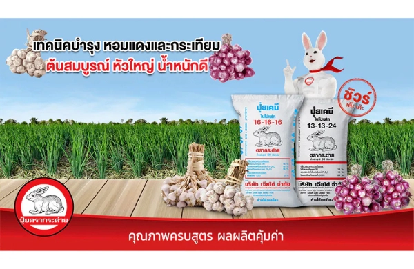 เทคนิคบำรุงหอมแดงและกระเทียม ให้ต้นสมบูรณ์ หัวใหญ่ น้ำหนักดี