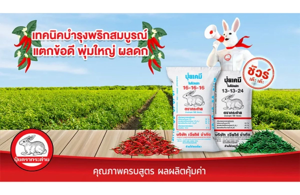เคล็ดลับบำรุงพริกให้ต้นสมบรูณ์ แตกข้อดี พุ่มใหญ่ ผลดก แบบชัวร์ เด๊ะ เด๊ะ