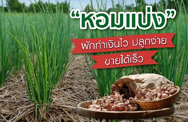 สูตรสำเร็จการปลูก “หอมแบ่ง” ผักทำเงินไว ปลูกง่าย ขายได้เร็ว
