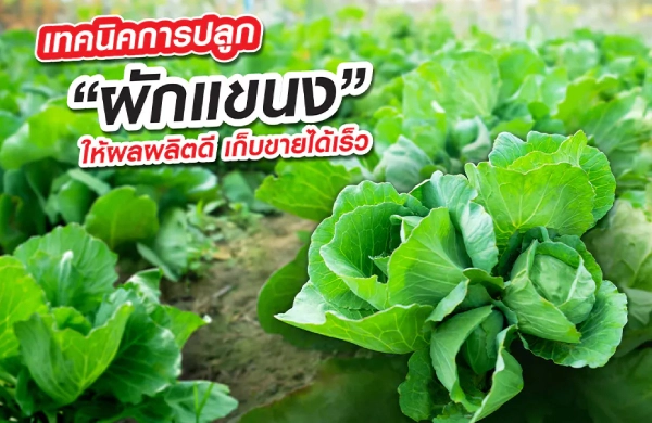 กะหล่ำปลีตัดแขนง ผักอายุสั้น โตไว เก็บขายได้เร็ว ปลูกอย่างไรให้ได้ผลผลิตเกรดเอ คุณภาพดี