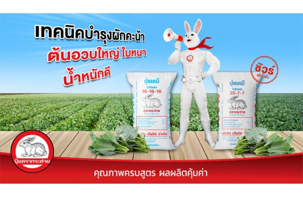 ปลูกผักคะน้าอย่างไร! ให้ต้นอวบใหญ่ ใบหนา นวลสวย น้ำหนักดี