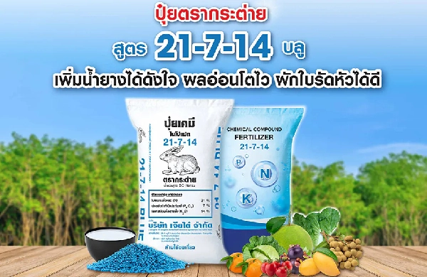 ปุ๋ยตรากระต่าย สูตร 21-7-14 บลู เพิ่มน้ำยางได้ดังใจ ผลอ่อนโตไว ผักใบรัดหัวได้ดี