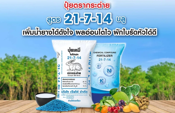 ปุ๋ยตรากระต่าย สูตร 21-7-14 บลู เพิ่มน้ำยางได้ดังใจ ผลอ่อนโตไว ผักใบรัดหัวได้ดี