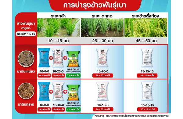 ตารางการบำรุงข้าวพันธุ์เบา