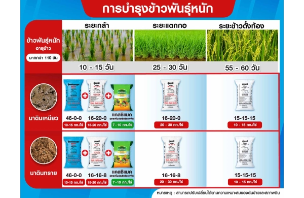 ตารางการบำรุงข้าวพันธุ์หนัก