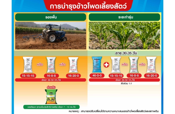 ตารางการบำรุงข้าวโพดเลี้ยงสัตว์