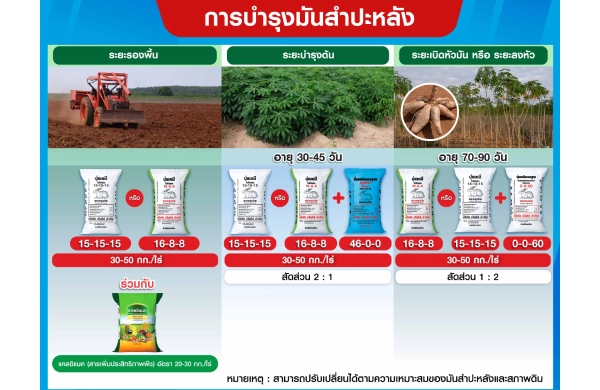 ตารางการบำรุงมันสำปะหลัง
