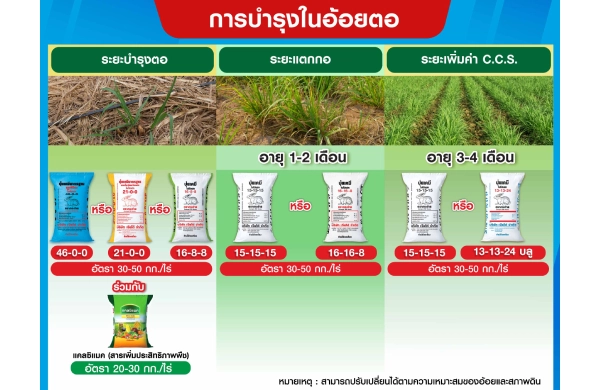 ตารางการบำรุงอ้อยตอ
