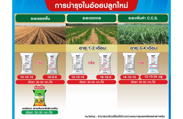 ตารางการบำรุงอ้อยปลูกใหม่