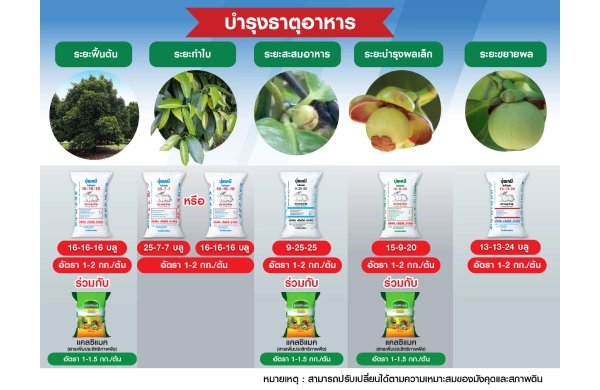 ตารางการบำรุงมังคุด