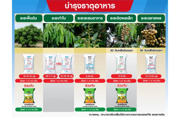 ตารางการบำรุงลำไย