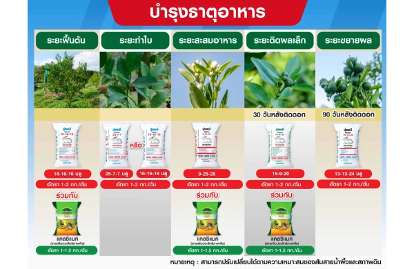 ตารางการบำรุงส้มเขียวหวาน