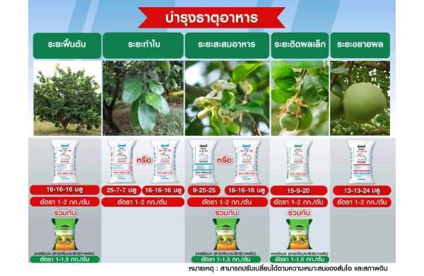 ตารางการบำรุงส้มโอ