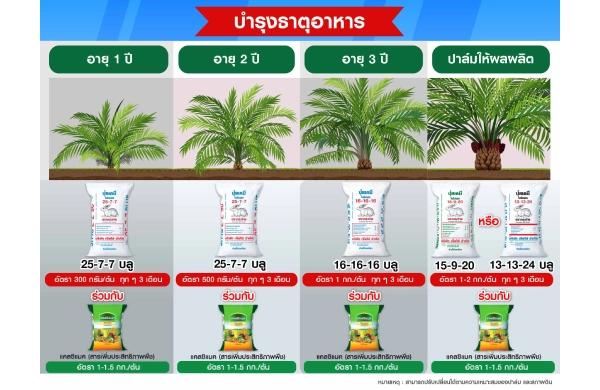ตารางการบำรุงปาล์มน้ำมัน