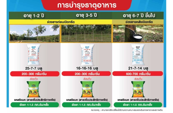 ตารางการบำรุงยางพารา