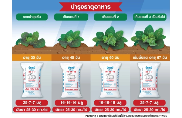 ตารางการบำรุงแขนง