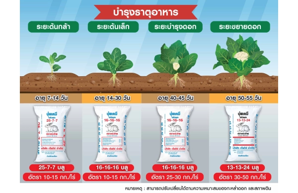 ตารางการบำรุงกะหล่ำดอก