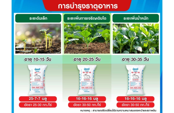 ตารางการบำรุงคะน้า