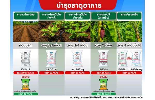 ตารางการบำรุงกล้วย